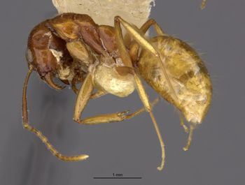 Media type: image;   Entomology 21203 Aspect: habitus lateral view